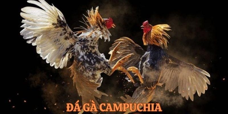 Đá Gà Trực Tuyến Campuchia Bong88- Điểm Hẹn Lý Tưởng 4 Cách đá gà trực tuyến Campuchia Bong88 thắng dễ cho tân binh
