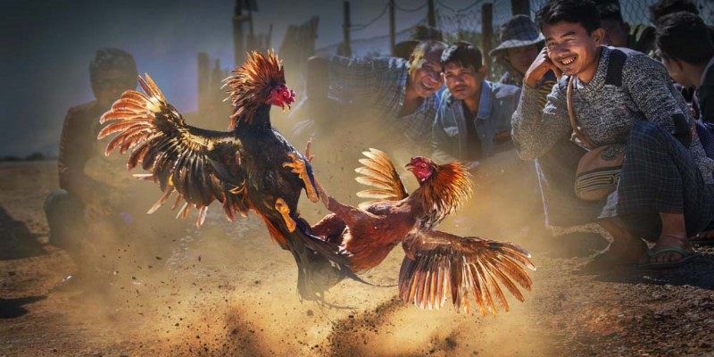 Đá Gà Trực Tuyến Campuchia Bong88- Điểm Hẹn Lý Tưởng 3 Điểm mạnh sân đá gà trực tuyến Campuchia bạn nên trải nghiệm