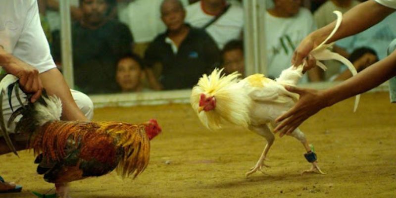 Đá Gà Tre - Lựa Chọn Giải Trí Đỉnh Lưu Tại Bong88 2 Giới thiệu về dạng đá gà tre của nhà cái Bong88